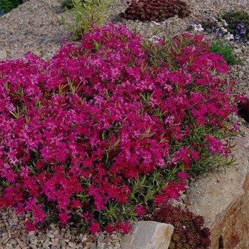 Goździk kartuzek "RUPERT"S PINK"