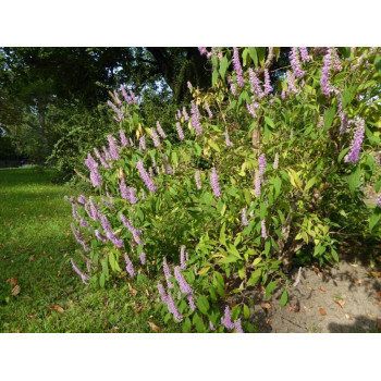 Marzymięta chińska Elsholtzia stauntonii