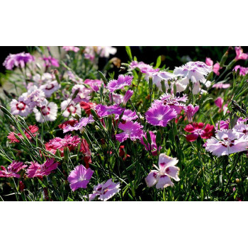 Goździk pierzasty "Nanus Sweetnes"