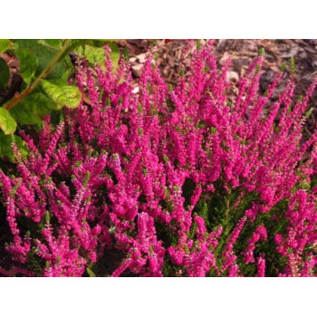 Wrzos pospolity "Red Star"