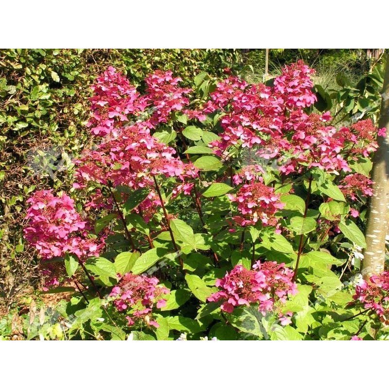 Hortensja bukietowa Wim's Red sklep