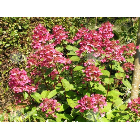 Hortensja bukietowa Wim's Red sklep