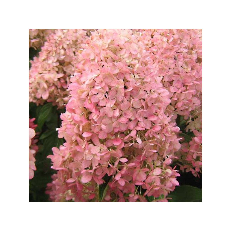 Hortensja bukietowa Magical Candle cena