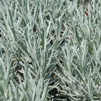 Lawenda pośrednia  "Grappenhall"