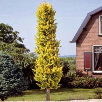 Wiąz holenderski "Wredei"