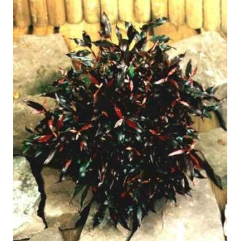 Kiścień "Red Lips"