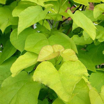 Surmia bignoniowata "Aurea"