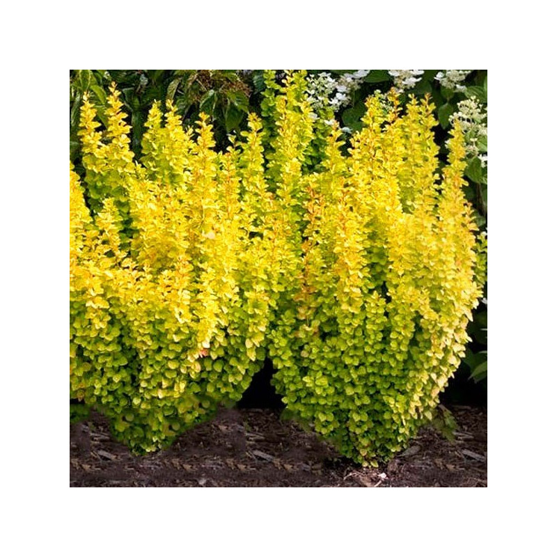 żółty berberys maria