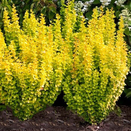 żółty berberys maria