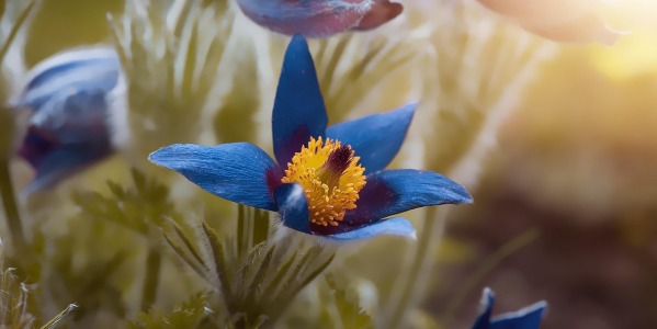 Jakie nawozy stosować na wiosnę w ogrodzie