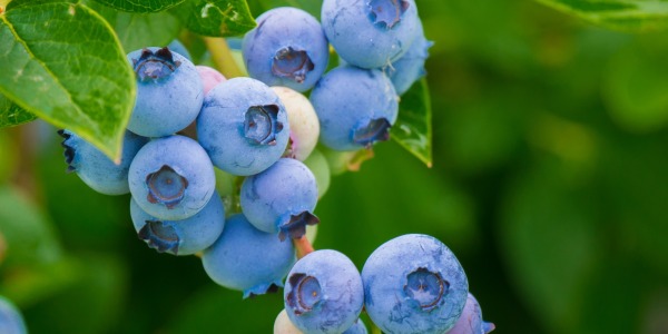 Najlepsze odmiany borówki amerykańskiej. Co zrobić, żeby obficie owocowały?