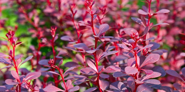 Niskie berberysy na żywopłot – które odmiany krzewów są najlepsze?