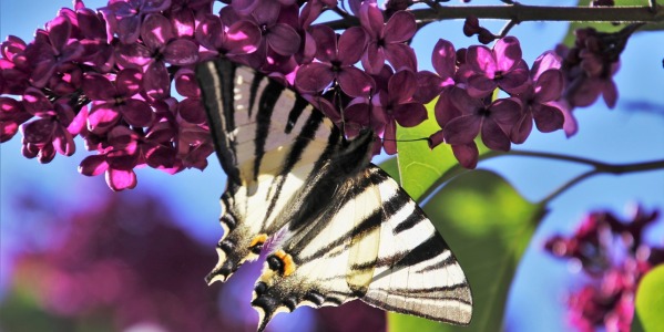 Kwitnące krzewy do ogrodu