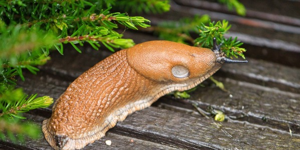 Jak pozbyć się ślimaków bez skorupy z ogrodu