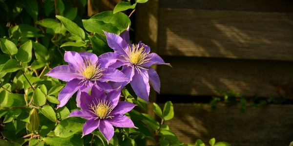 Kwiaty pnące wieloletnie