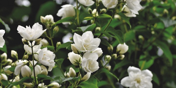 Co można zrobić aby rośliny w ogrodzie kwitły długo i obficie