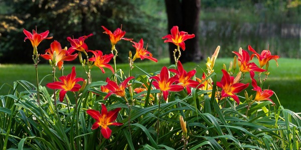 Mało wymagające kwiaty na działkę