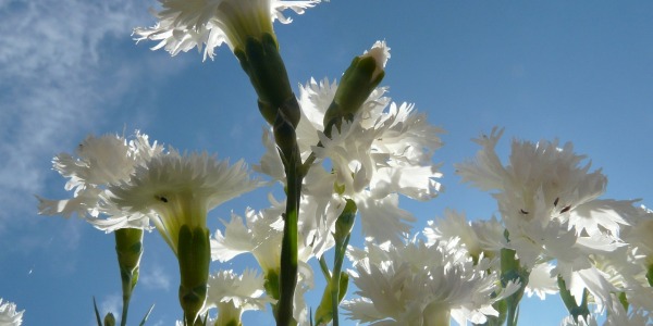 Ogrodowe kwiaty do wazonu