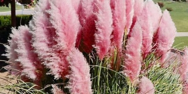 Uprawa i Pielęgnacja Trawy Pampasowej